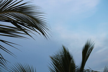 coconut tree against the blue sky