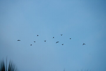flock of birds