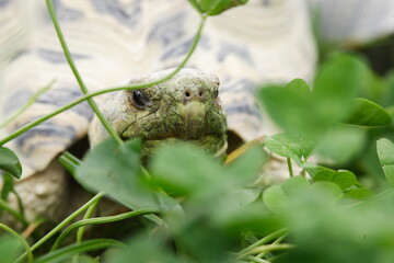 Tortoise Eating clover for lunch