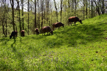 herd of brown cows grazing in the woods