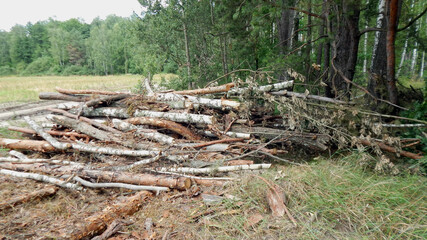 firewood in the forest
