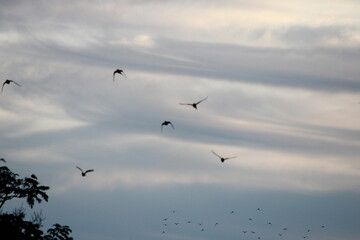 Fototapeta na wymiar flock of birds
