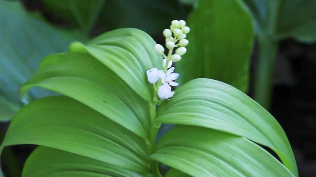 Starry False Solomon's Seal, Smilacina stellata