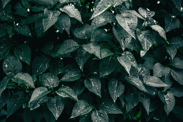 Green leaves. Natural background. Abstract foliage texture