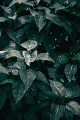 Green leaves texture. Plants background