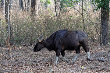 Gaur (Bos gaurus) or Indian bison, Kanha National Park, Madhya Pradesh, India