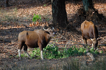 Gaur (Bos gaurus) or Indian bison, Kanha National Park, Madhya Pradesh, India
