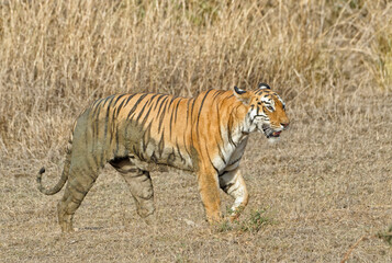 Fototapeta na wymiar Female Bengal tiger (Panthera tigris tigris) walking, Tadoba Andhari Tiger Reserve, Maharashtra state, India