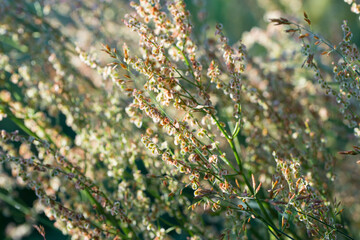Rumex acetosella, field sorrel, sour weed flowers macro selective focus