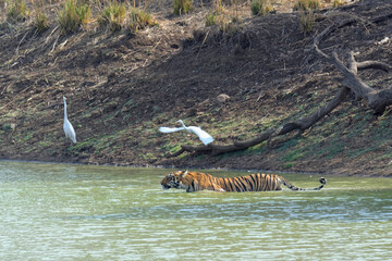 Fototapeta na wymiar Male Bengal tiger (Panthera tigris tigris) cooling in the water, Tadoba Andhari Tiger Reserve, Maharashtra state, India