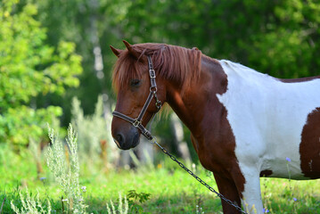 Brown and white spotted horse in the meadow
