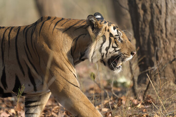Male Bengal tiger (Panthera tigris tigris) walking in the forest, Bandhavgarh National Park, Madhya Pradesh, India