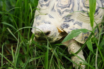 Obraz premium Tortoise Eating clover for lunch