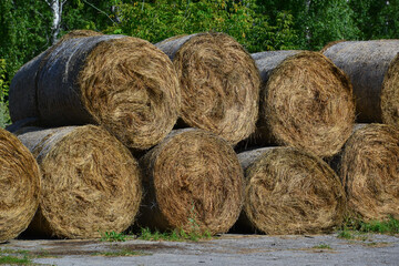 Rolled hay prepared for horses