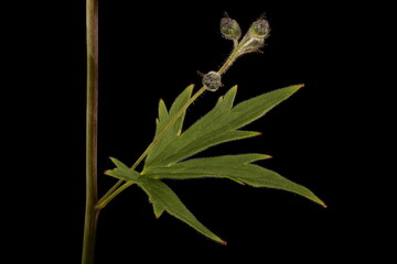 Delphinium (Delphinium x cultorum). Stem and Leaf Closeup
