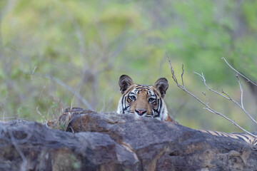 Young Bengal tiger (Panthera tigris tigris) hidden behind a rock, Bandhavgarh National Park, Madhya Pradesh, India