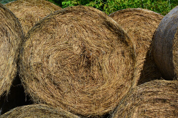 Rolled hay prepared for horses