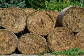 Rolled hay prepared for horses