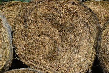 Rolled hay prepared for horses