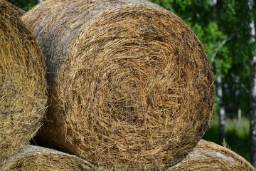 Rolled hay prepared for horses