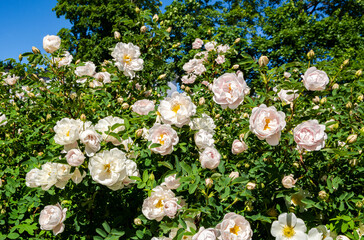 Blooming white roses in summer, Porvoo, Finland