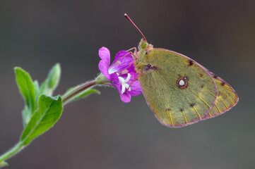 a yellow butterfly Colias hyale    in the early morning on a glade awaiting dawn