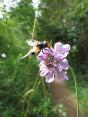 Insekt an Witwenblume
