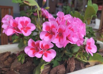 Pink geranium flowers, Pelargonium plant with pink flowers and leaves in the garden outdoors, blossom. Natural background, close up.