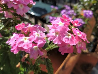 Verbena plant with pink flowers and leaves in the garden outdoors, blossom. Natural background, close up.