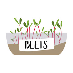 Beets. Micro greens. Fresh organic sprouted seeds. Healthy nutrition concept. Growing superfood at home. Vector flat illustration, isolated on white