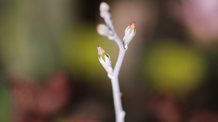 adromischus marianae herrei cactus flower