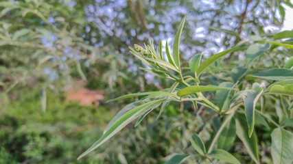selective focus on small flowers with green leaves