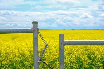 Farm gate with Canola field behind it