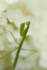 カマキリと紫陽花