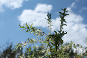 Wierzba na tle nieba. © Aleksandra