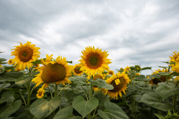 Sunflower field cloudy sky yellow and green  