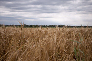 Fototapeta na wymiar Field of wheat cloudy weather landscape overlay 