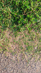background view of grass near road