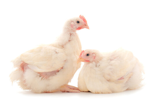 Two chicken or young broiler chickens.