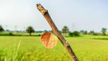 selective focus on a dry tree leaf