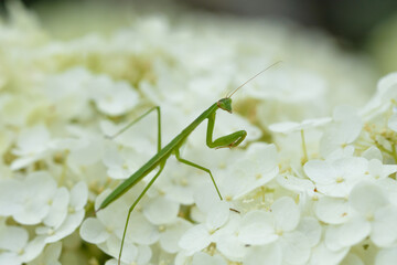 カマキリと紫陽花
