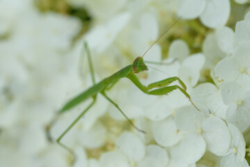 カマキリと紫陽花