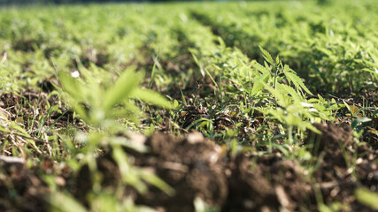 Cannabis hemp plants growing in the farm field with sun shining for cbd products.