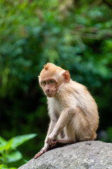 Long-tailed Macaque in Indonesia forest