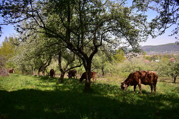 brown cows grazing in the orchard in spring season