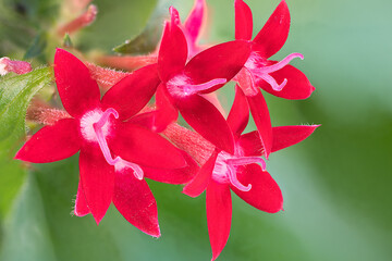 Macro closeup of a group of verbena flowers (Verbena officinalis)  in reddish and white tones on a defocused green background.