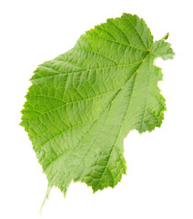 hazelnut leaf isolated on a white background