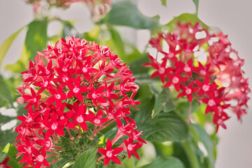 Close-up of a group of verbena flowers (Verbena officinalis)  in reddish and white tones on a defocused green background.