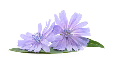 Blue chicory flowers.
