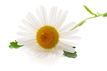 One white daisy.